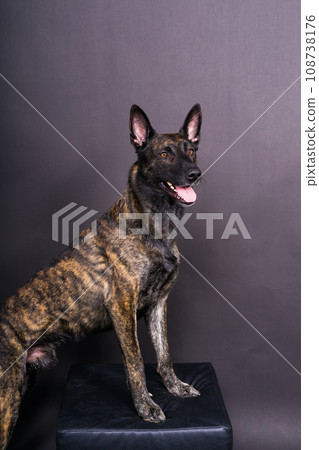 Dutch Shepherd Puppy Dog portrait in studio closeup, dark, red background Dutch Shepherd Puppy Dog portrait in studio closeup, dark, red background 108738176