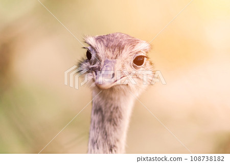 Ostrich head close up, autumn weather park outdoors Ostrich head close up, autumn weather park outdoors 108738182