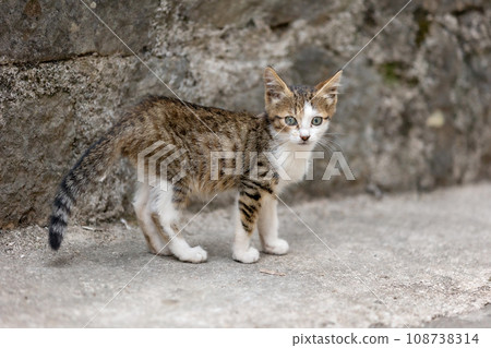 Stray cat in Old Town of Kotor, Montenegro Stray cat in Old Town of Kotor, Montenegro 108738314