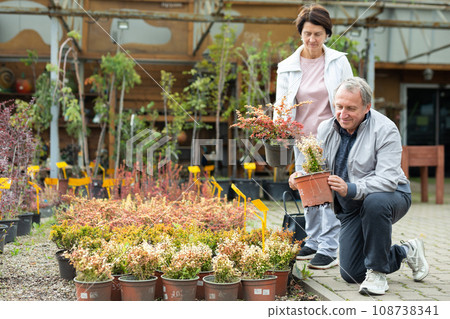 Elderly man and a woman buy a young barberry plant in a flower shop 108738341