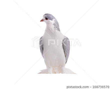 lahore pigeon isolated on white background 108738570
