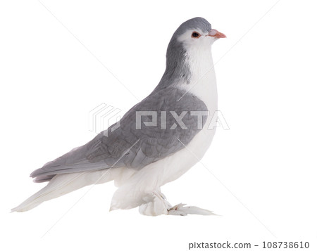 lahore pigeon isolated on white background lahore pigeon isolated on white background 108738610