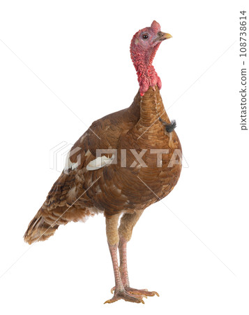 red bourbon turkey female isolated on white background red bourbon turkey female isolated on white background 108738614