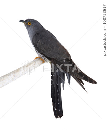 Cuckoo on a tree branch isolated on white background 108738617