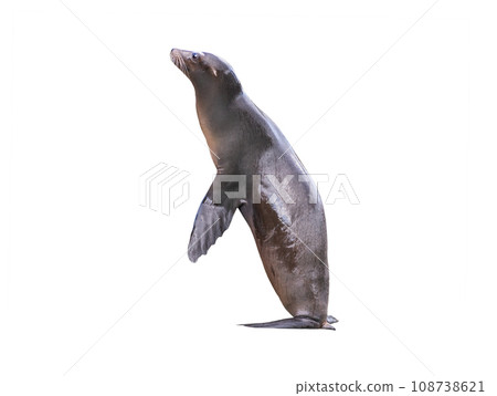 californian sealion isolated on white background 108738621