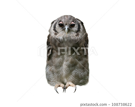 bubo lacteus isolated on white background 108738622