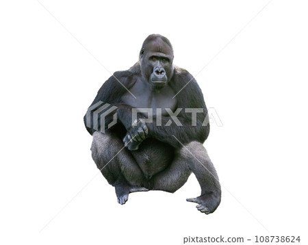 western lowland gorilla isolated on white background 108738624