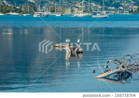 gull birds at sea bay Lefkada island gull birds at sea bay Lefkada island 108738704