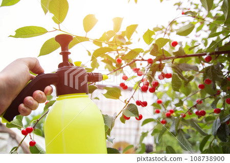 Spraying cherries with boric acid and a solution from parasites. Copy space for text 108738900