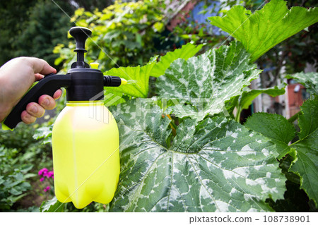 Spraying the leaves of zucchini and zucchini from pests. Spraying for the ovary of zucchini flowers. Close-up 108738901