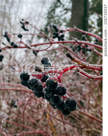 frozen branch covered with ice after snowstorm 108738937