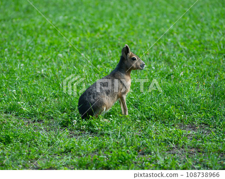 Dolichotis patagonum sits on green grass 108738966