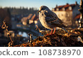 Sparrow close-up on the background of the old town Frosty morning rays of the sun 108738970