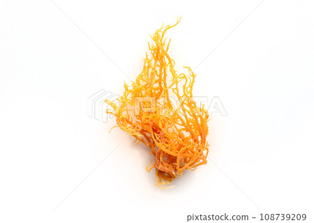 Irish sea moss. Chondrus Crispus, healthy organic raw seaweed, a close-up 108739209