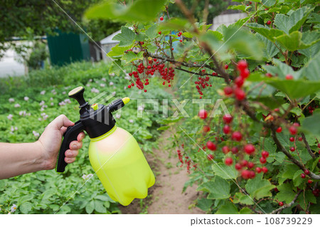 Spraying red currants from aphids and powdery mildew. Agriculture Spraying red currants from aphids and powdery mildew. Agriculture 108739229