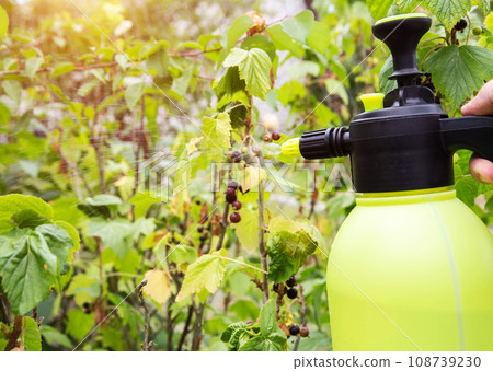 Spraying blackcurrant from aphids and powdery mildew, pests. 108739230