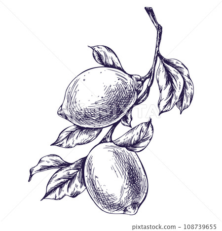 Lemons juicy, ripe with leaves on the branches, whole. Graphic botanical illustration hand drawn in blue ink. Isolated object EPS vector 108739655