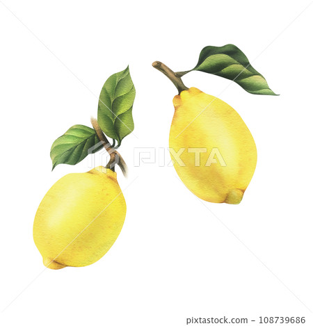 Lemons are yellow, juicy, ripe with green leaves on the branches, whole. Watercolor, hand drawn botanical illustration. Set of isolated objects on a white background. 108739686