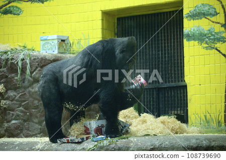 Western lowland gorilla playing with box 108739690