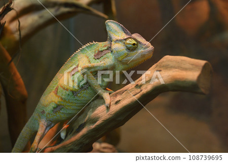Veiled chameleon sitting on a branch of a tree in a terrarium of a zoo Veiled chameleon sitting on a branch of a tree in a terrarium of a zoo 108739695