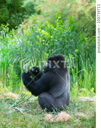 lowland gorilla sitting in a clearing in summer 108739713