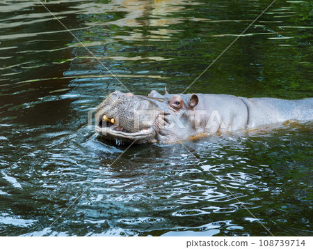 big hippo floating on water 108739714