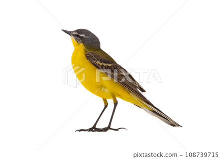 Western Yellow Wagtail isolated on white background 108739715