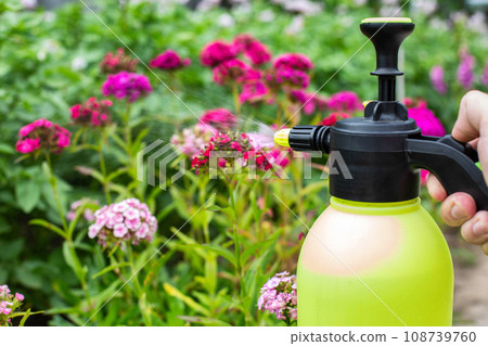Spraying flowers in the country with ammonia and blue vitriol from pests and diseases, close-up Spraying flowers in the country with ammonia and blue vitriol from pests and diseases, close-up 108739760