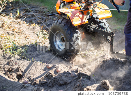 A summer resident plows a garden with potatoes with a walk-behind tractor in the fall during the harvest. Copy space for text 108739788