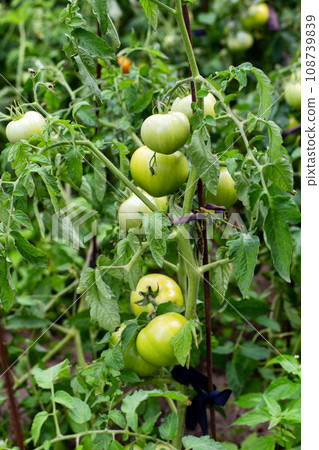 Late unripe green tomatoes grow in the garden in summer. Growing tomatoes as a business. Agriculture, close-up 108739839