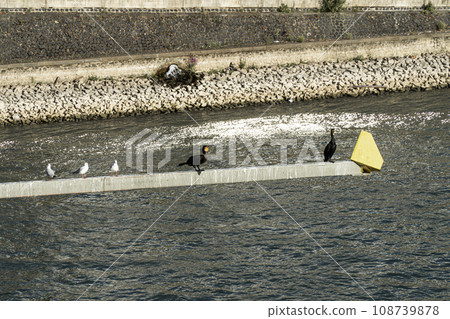 birds sit on a bridge structure near the river birds sit on a bridge structure near the river 108739878