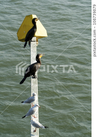 birds sit on a bridge structure near the river birds sit on a bridge structure near the river 108739879