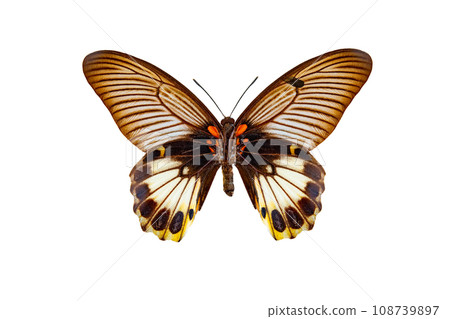 great mormon (papilio memnon) isolated on a white background great mormon (papilio memnon) isolated on a white background 108739897