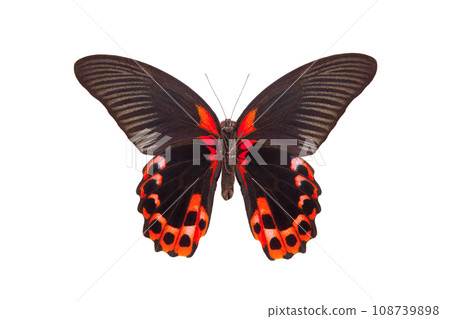 red mormon (papilio rumanzovia) isolated on white background red mormon (papilio rumanzovia) isolated on white background 108739898