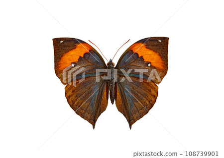 malayan leafwing (kallima paralekta) isolated on white background malayan leafwing (kallima paralekta) isolated on white background 108739901