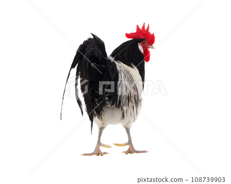 Lakenfelder rooster isolated on white background 108739903