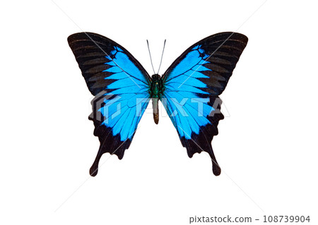 sailboat ulysses (papilio ulysses) isolated on white background 108739904