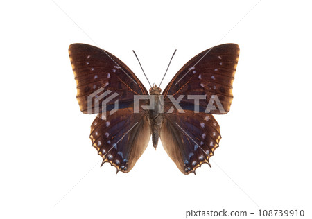 common blue charaxes (charaxes tiridates) isolated on white background common blue charaxes (charaxes tiridates) isolated on white background 108739910