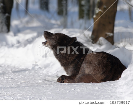 howling black canadian wolf in the forest howling black canadian wolf in the forest 108739917