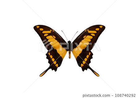 king swallowtail (papilio thoas), butterfly isolated on white background king swallowtail (papilio thoas), butterfly isolated on white background 108740292