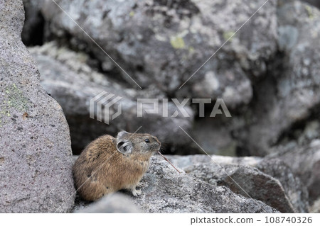 皮卡丘兔 108740326