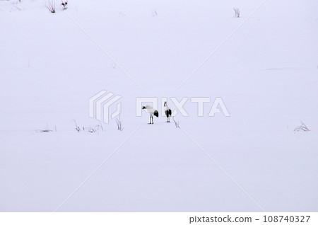 crane路沼澤的日本起重機 108740327