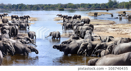 African Elephants - Chobe River - Botswana 108740435