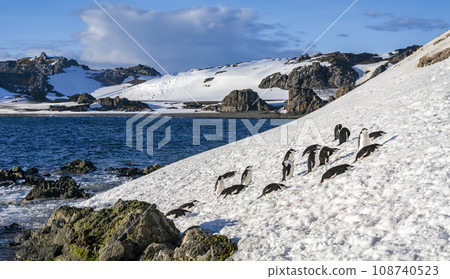 Chinstrap Penguins - South Shetland Islands - Antarctica 108740523
