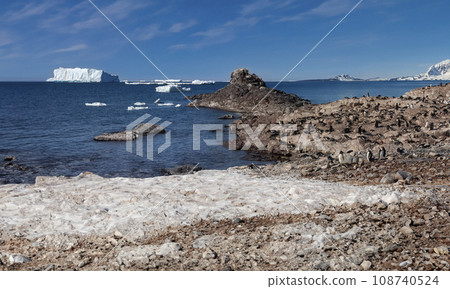 Gentoo Penguin colony - Antarctic Peninsula in Antarctica. 108740524