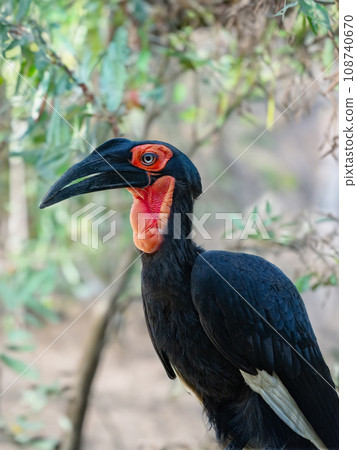 portrait southern ground hornbill on the background of the forest portrait southern ground hornbill on the background of the forest 108740670