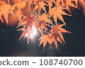 Autumn leaves lighted up 108740700