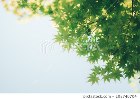 Refreshing fresh green Refreshing fresh green 108740704