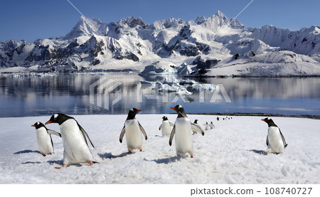 Gentoo Penguins - Antarctica 108740727