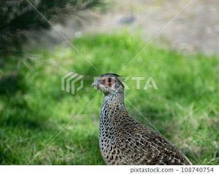 Portrait of female Himalayan or Impeyan monal (Lophophorus impejanus) Portrait of female Himalayan or Impeyan monal (Lophophorus impejanus) 108740754